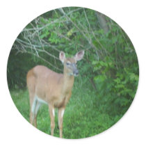 Whitetail stickers by nmpics Whitetail stickers