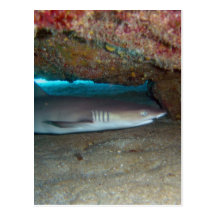 Whitetip Reef Shark 2 Post Card
