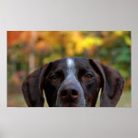 Who Dat Dog? Print