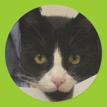 "Who me"? cat sticker stickers