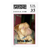 Who Me?  French Mastiff postage