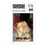 Who Me?  French Mastiff postage