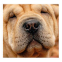 Who Me, Nosy? posters by beverlytazangel Who Me, Nosy? posters