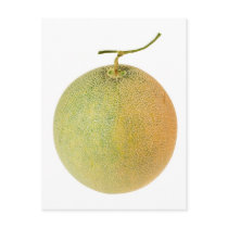 Whole musk melon postcards