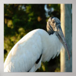 Whood Stork Posters