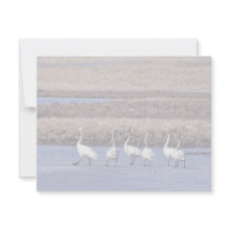 Whooper Swans invitations by animalpark Whooper Swans invitations