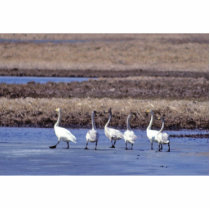 Whooper Swans photo sculptures by animalpark Whooper Swans photo sculptures