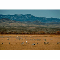 Whooping and Sandhill Cranes photo sculptures by animalpark Whooping and Sandhill Cranes photo sculptures