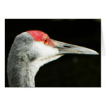 Whooping Crane card cards