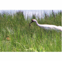 Whooping Crane Feeding a Chick photo sculptures