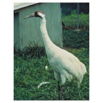 Whooping Crane Custom Flyer