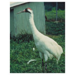 Whooping Crane Custom Flyer