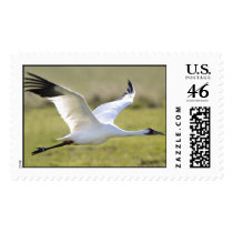 Whooping Crane (Grus americana) postage by wildlifezoo Whooping Crane (Grus americana) postage