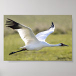 Whooping Crane (Grus americana) Print