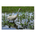 Whooping Crane Hunting cards by motherofstone Whooping Crane Hunting cards