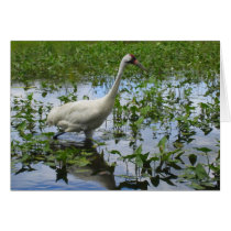 Whooping Crane Hunting cards by motherofstone Whooping Crane Hunting cards
