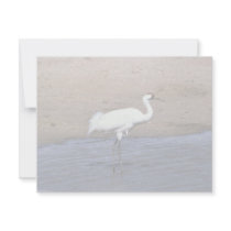 Whooping Crane invitations by animalpark Whooping Crane invitations