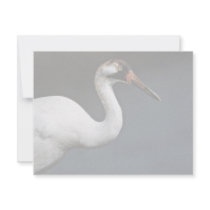 Whooping Crane invitations by animalpark Whooping Crane invitations