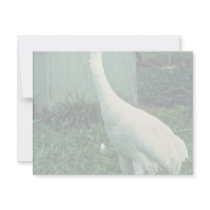Whooping Crane invitations by animalpark Whooping Crane invitations