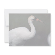 Whooping Crane invitations by animalpark Whooping Crane invitations