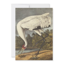 Whooping Crane, John Audubon Personalized Invitation