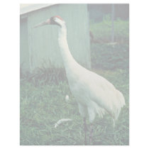 Whooping Crane Letterhead Template