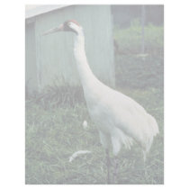 Whooping Crane letterhead by animalpark Whooping Crane letterhead
