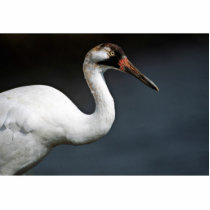 Whooping Crane photo sculptures