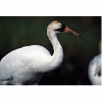 Whooping Crane photo sculptures