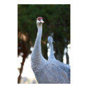 WHOOPING CRANE posters