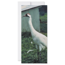 Whooping Crane rack cards by animalpark Whooping Crane rack cards