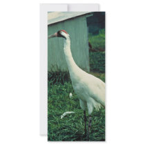 Whooping Crane Customized Rack Card