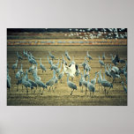 Whooping Crane with Sandhill Cranes Print