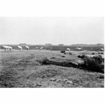 Whooping Cranes at Aransas National Wildlife Refug photo sculptures
