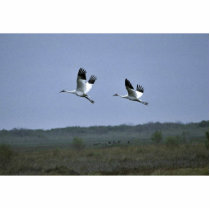 Whooping Cranes at Aransas National Wildlife Refug photo sculptures