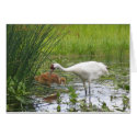 Whooping Cranes cards by motherofstone Whooping Cranes cards