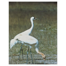 Whooping Cranes flyers by animalpark Whooping Cranes flyers