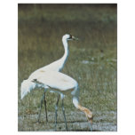 Whooping Cranes Full Color Flyer