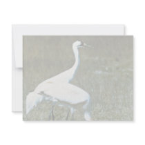 Whooping Cranes invitations by animalpark Whooping Cranes invitations