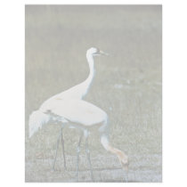 Whooping Cranes Letterhead