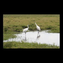 Whooping Cranes posters