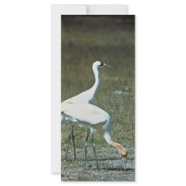 Whooping Cranes rack cards