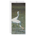 Whooping Cranes Customized Rack Card