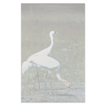Whooping Cranes Stationery