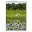 Whooping Cranes - Stick with me cards