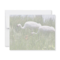 Whooping Cranes with chicks invitations by animalpark Whooping Cranes with chicks invitations