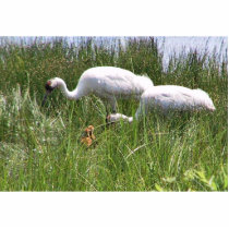 Whooping Cranes with chicks photo sculptures