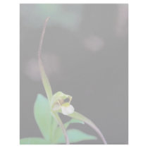 Whorled pogonia letterhead by animalpark Whorled pogonia letterhead
