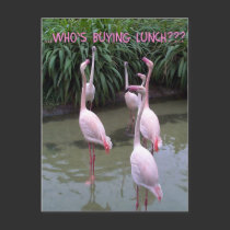 Who's buying lunch? postcards