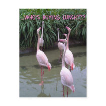 Who's buying lunch? postcards by dduhaime55 Who's buying lunch? postcards